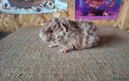 Guinea Pig rodents for sale: Lunkarya guinea pigs in Mablethorpe - Image 9