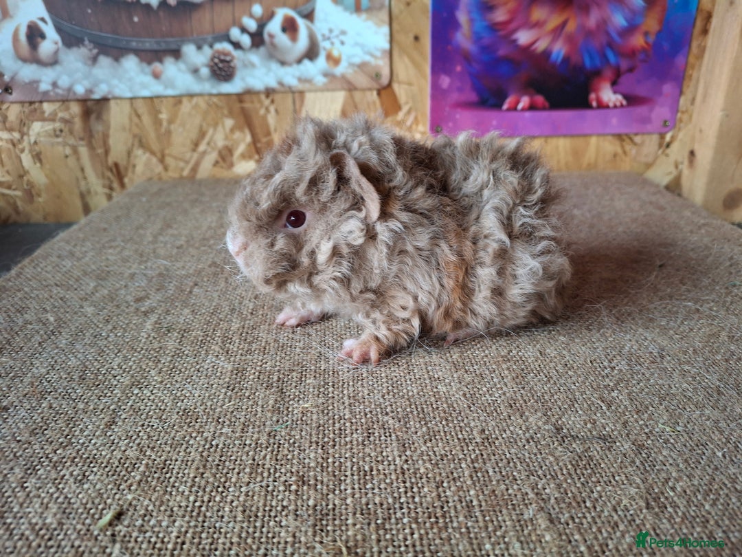 Guinea Pig rodents for sale: Lunkarya guinea pigs in Mablethorpe - Image 9