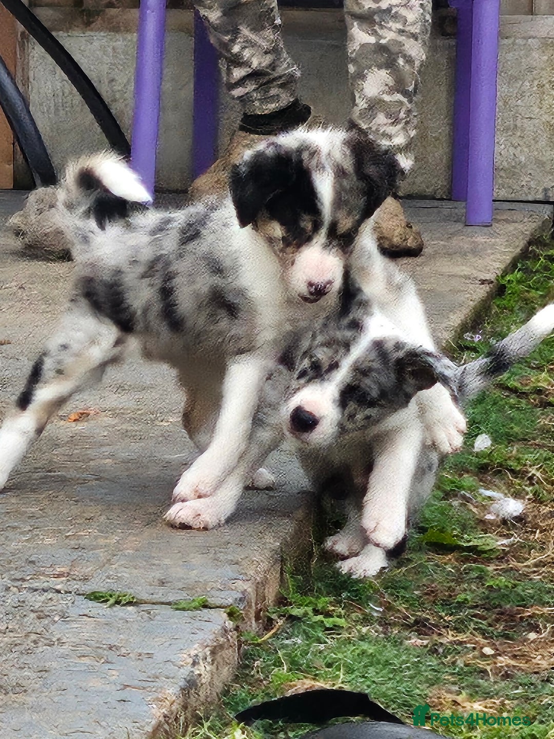 Heeler Puppies Maremma X Blue Heeler Blue Heeler Border Collie