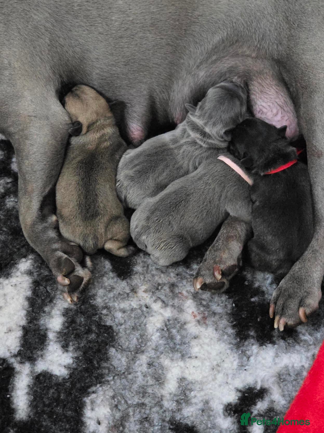 French Bulldog dogs Beautiful, Chunky, Frenchie Puppies - Advert 3