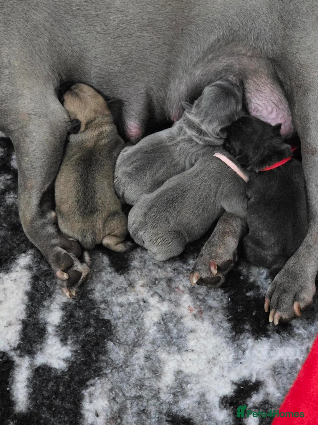 French Bulldog dogs for sale: Beautiful, Chunky, Frenchie Puppies - Advert 1