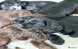 Cockapoo dogs for sale: My beautiful Cockapoo babies Ready Now  - Image 4