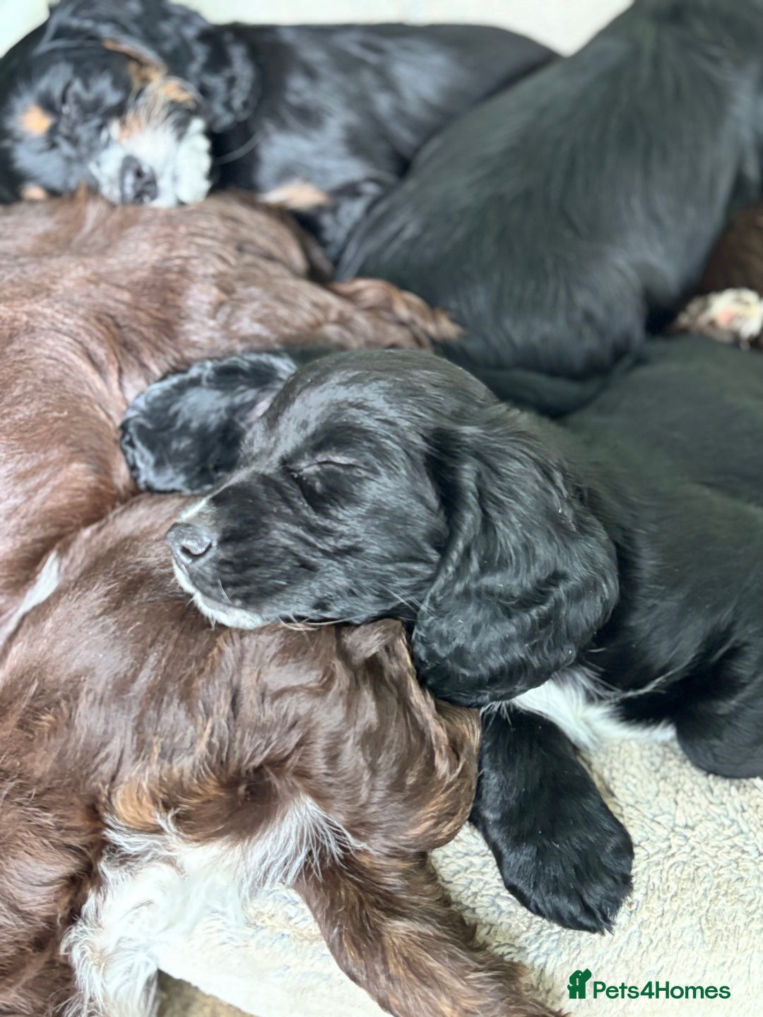 Cockapoo dogs for sale: My beautiful Cockapoo babies Ready Now  - Image 4