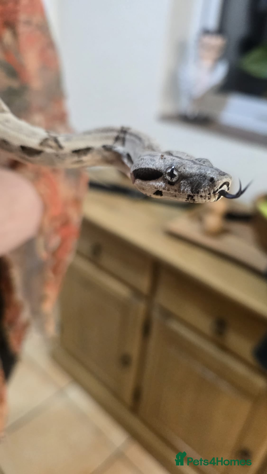 Boa Snake reptiles for sale: 3ft long bia constrictor male in Rugby - Advert 5