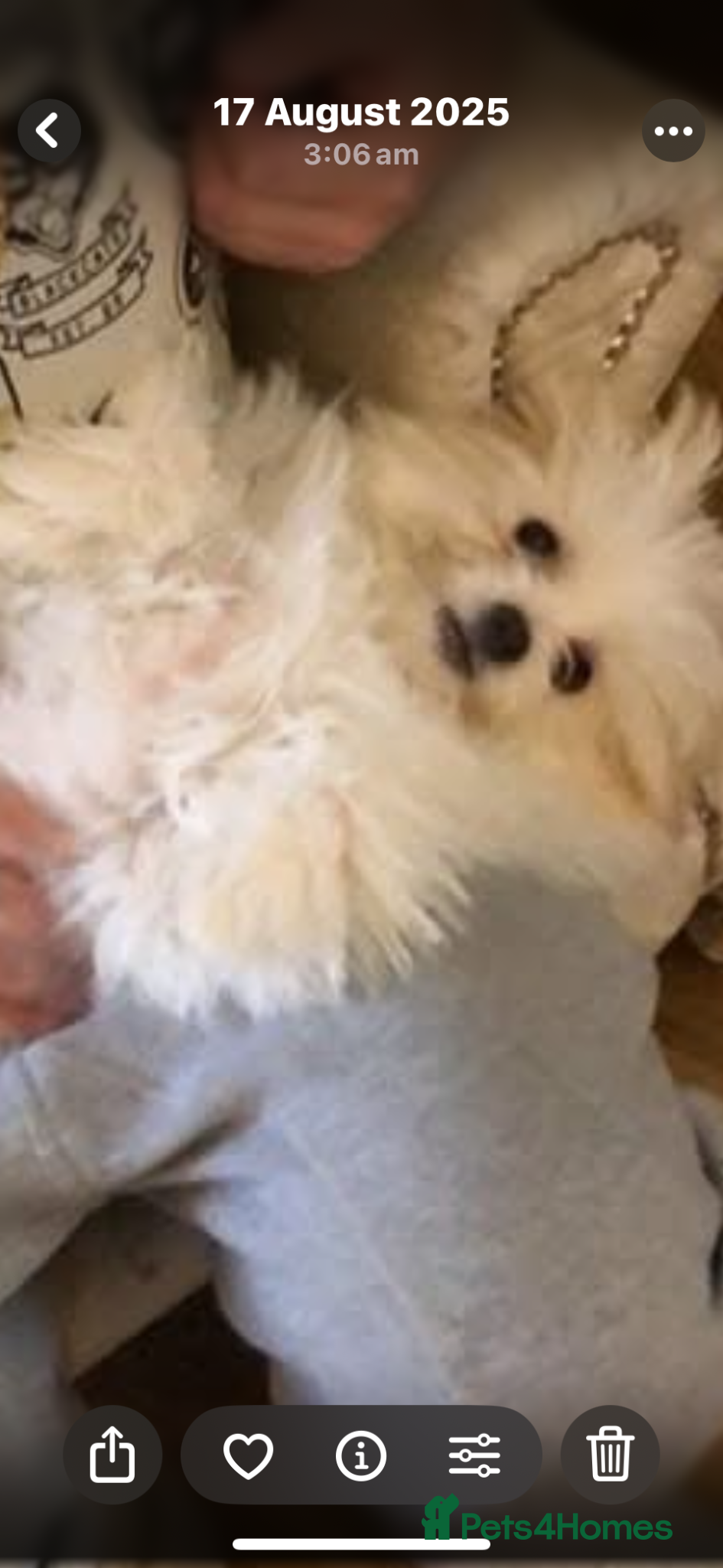 Morkie dogs Very tiny morkie babies  - Advert 1