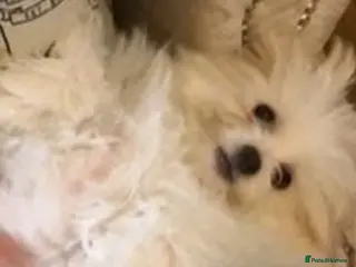 Morkie dogs Very tiny morkie babies - Advert 1