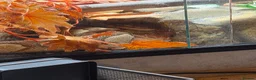 Python Snake reptiles for sale: Lesser Platium Ball Python - Advert 6