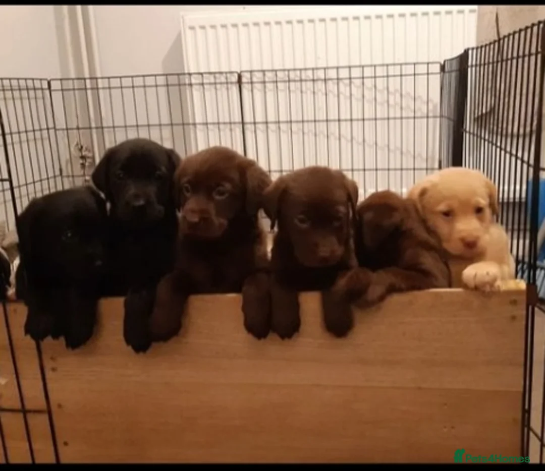 Labrador Retriever dogs for stud: 2x KC health tested labrador studs in Chesterfield - Advert 4