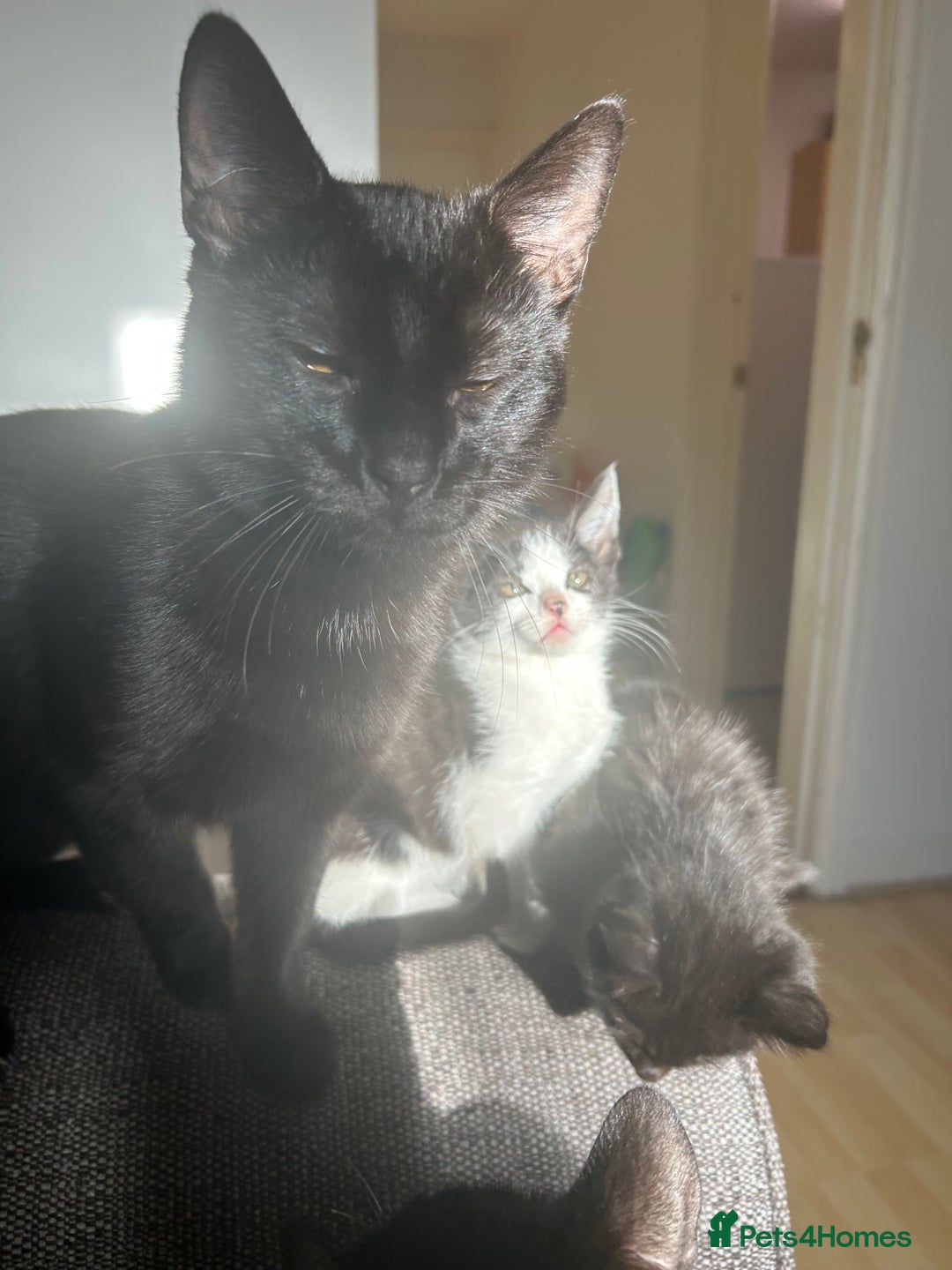 Mixed Breed cats for sale: One beautiful female kitten left - Advert 1