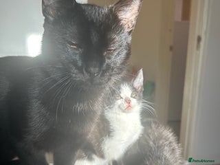 Mixed Breed cats One beautiful female kitten left - Advert 2