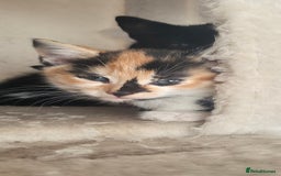 Mixed Breed cats for sale: Kittens  - Image 9