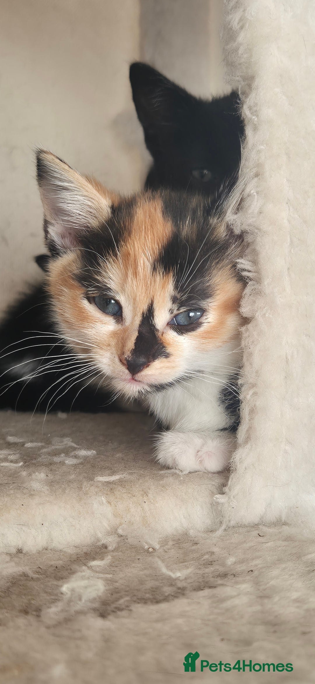 Mixed Breed cats for sale: Kittens  - Image 9