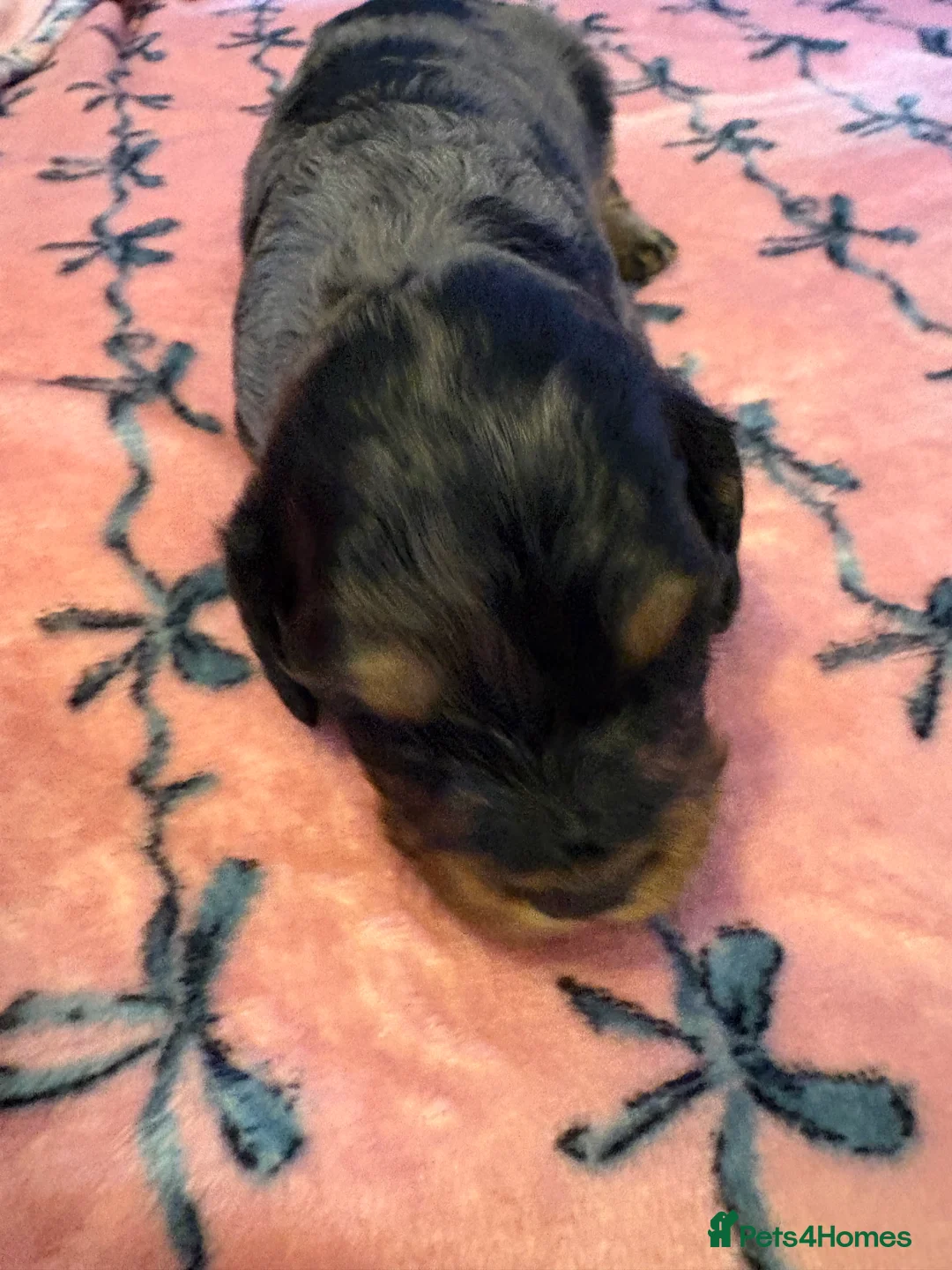 Mixed Breed dogs for sale: Cavapoo Puppies  - Advert 8