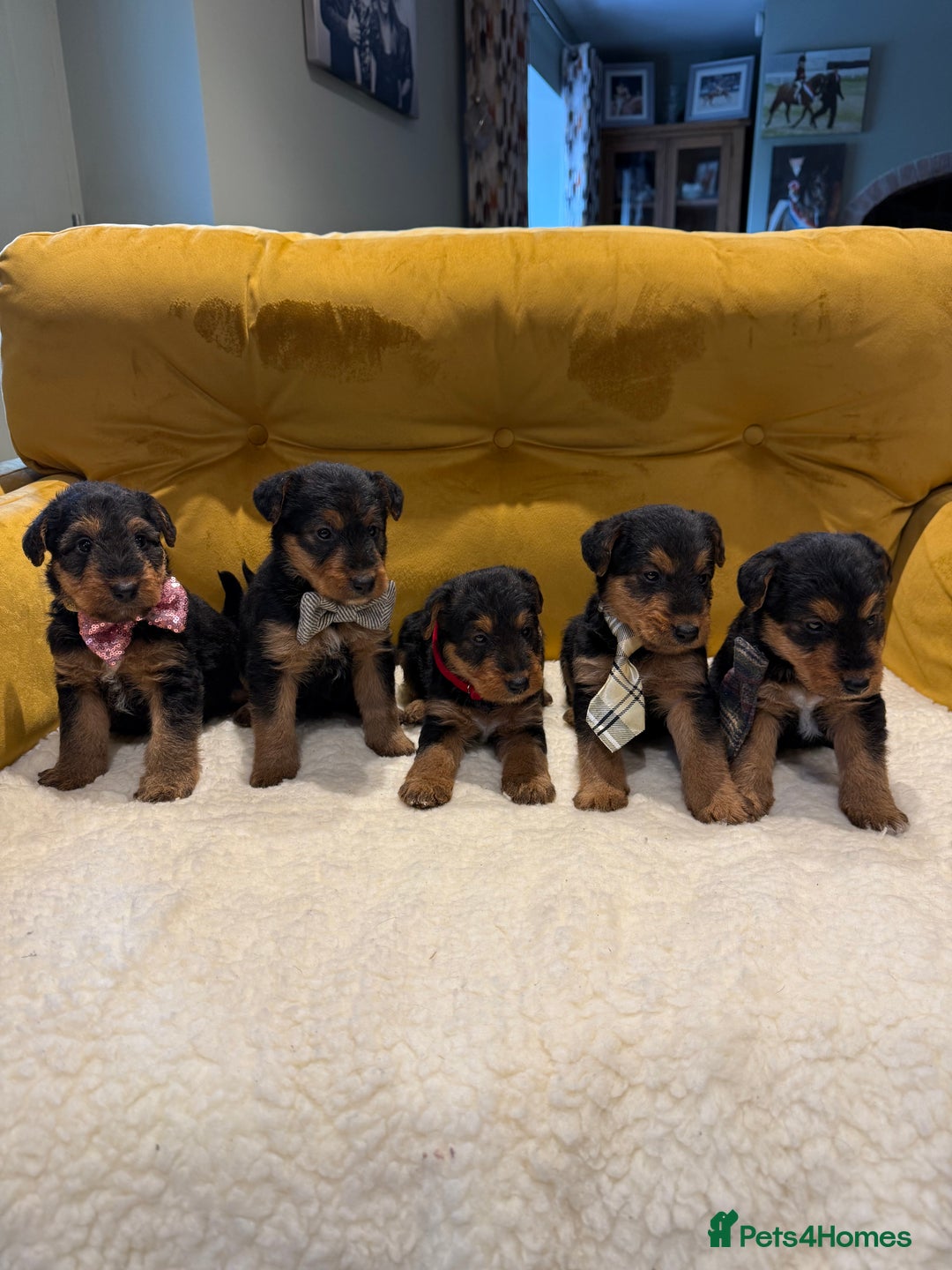 Mixed Breed dogs for sale: Airedale puppies  - Advert 2