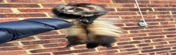 Ferret rodents for sale: 2 pedigree angora jills left To reserve - Advert 6