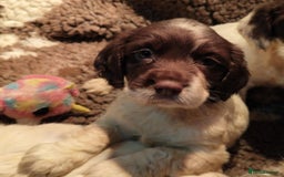English Springer Spaniel dogs for sale: KC Working bred English Springer Spaniel pups - Image 1