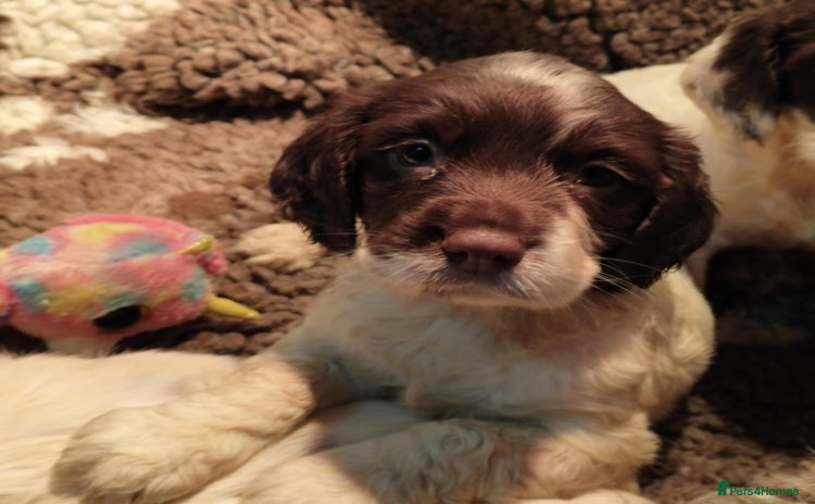 English Springer Spaniel dogs - Advert 7