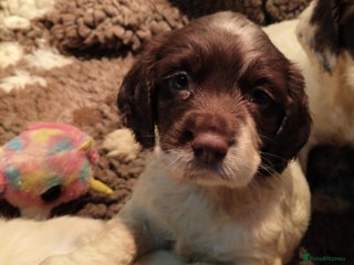 English Springer Spaniel dogs - Advert 17