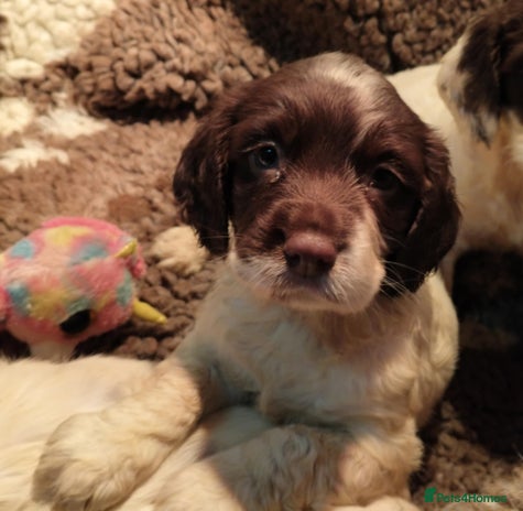 English Springer Spaniel dogs - Advert 15