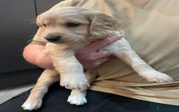 Mixed Breed dogs for sale: Cocker gold maraner - Image 14