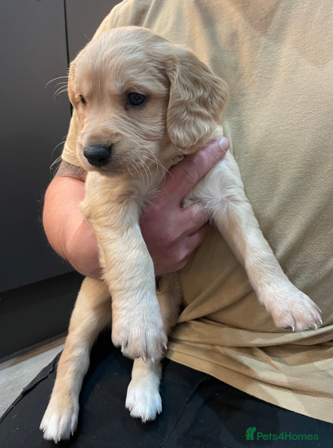 Mixed Breed dogs for sale: Cocker gold maraner - Image 14