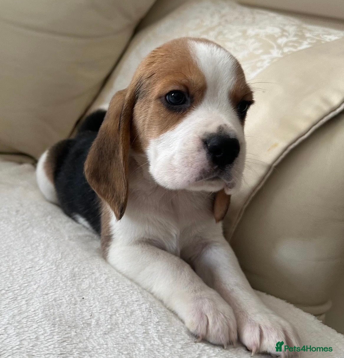 Beagle dogs Kc reg Charterwood/Duffose Show winning    - Advert 3