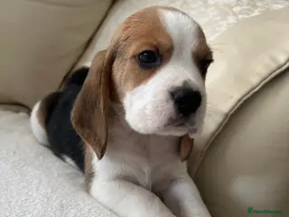 Beagle dogs Kc reg Charterwood/Duffose Show winning - Advert 3