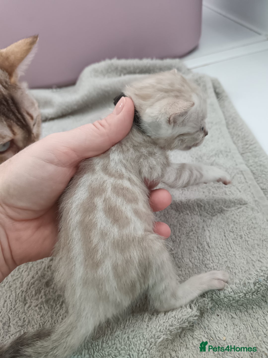 Bengal cats for sale: Tica RG pure bengals  - Image 18