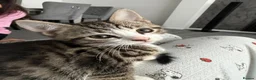 Mixed Breed cats for sale: Tabby kitten in Glasgow - Advert 13