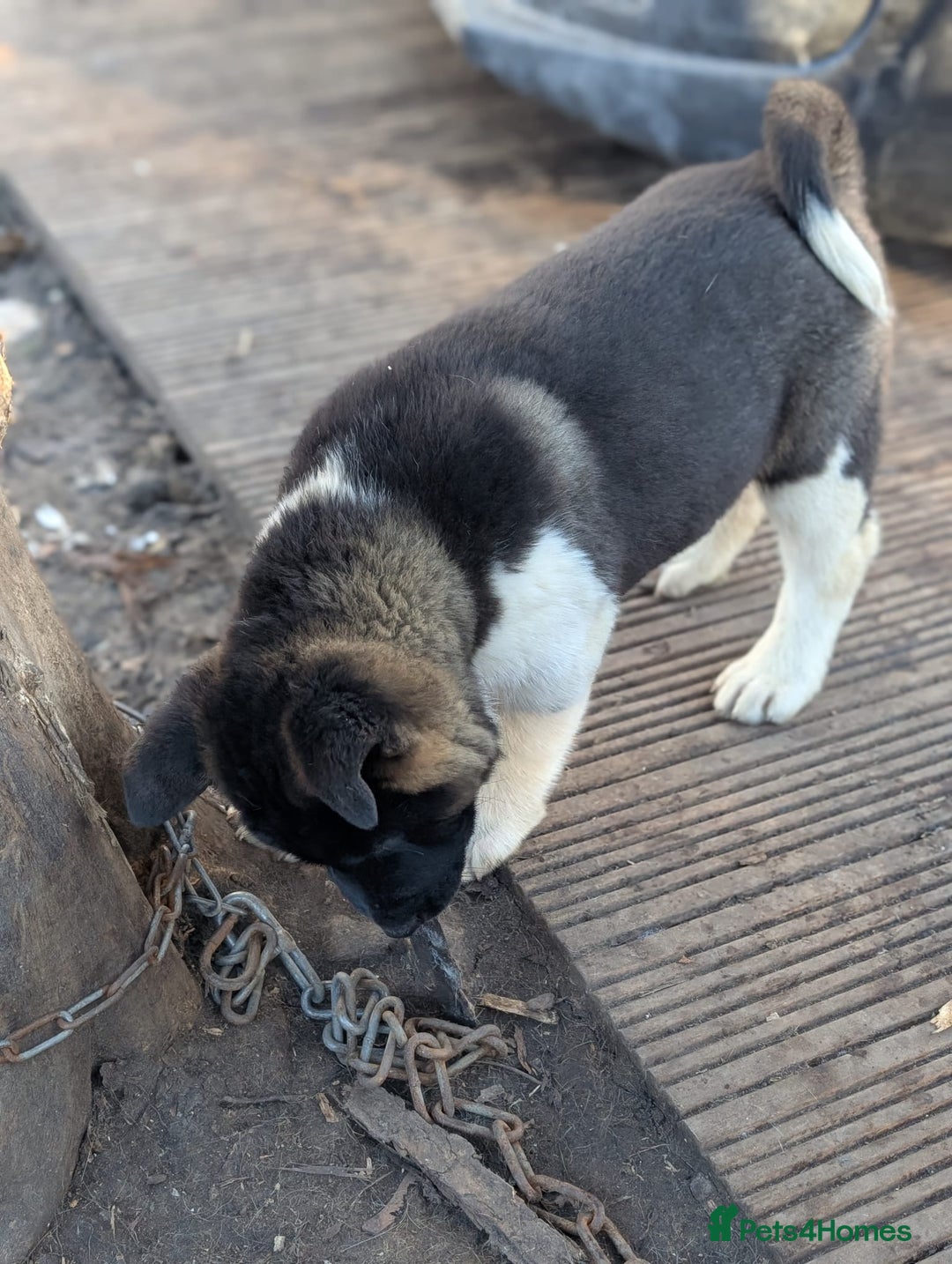 Akita dogs for sale: Akita male Puppy - Advert 3