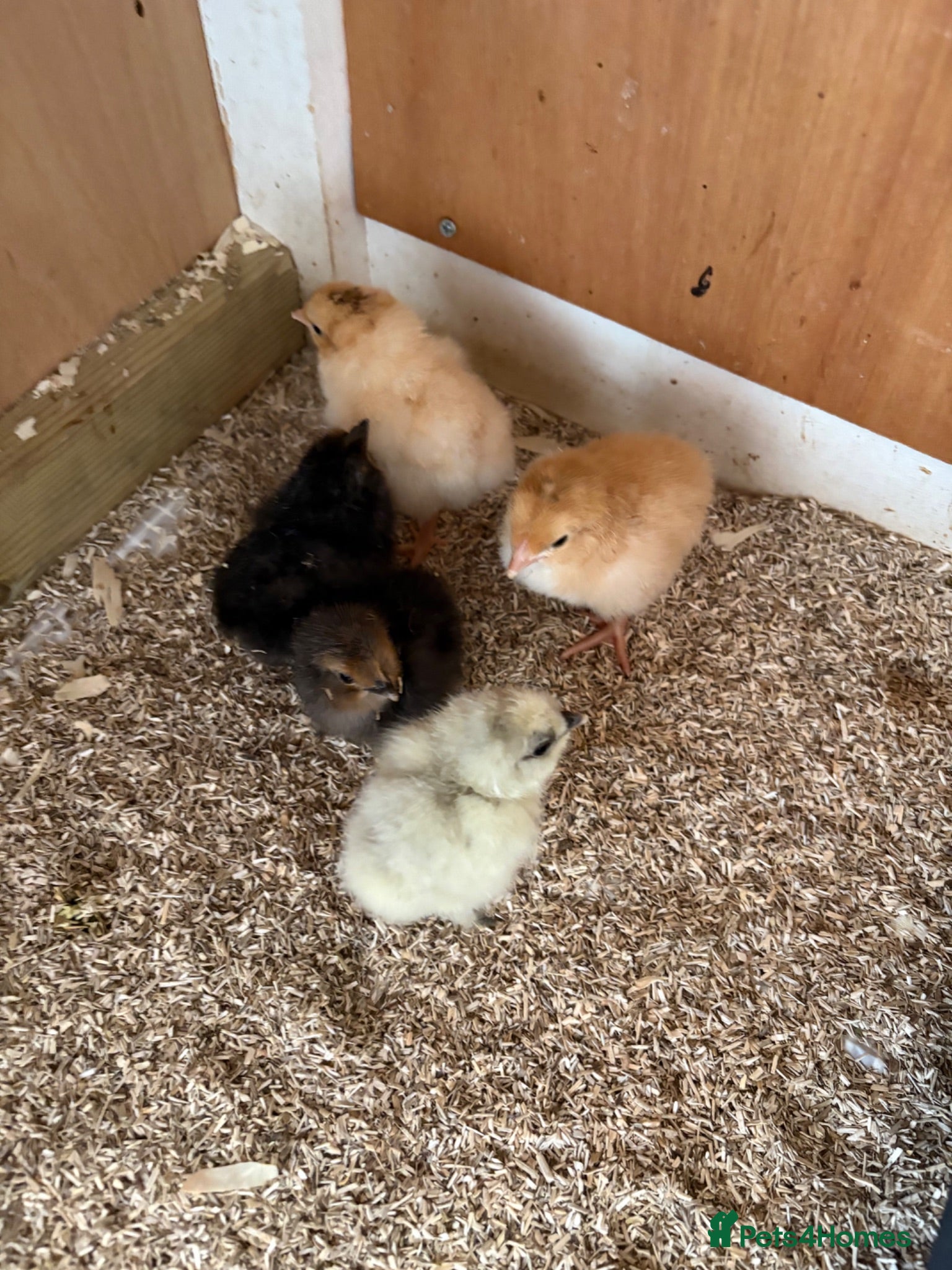 Chickens poultry Chicks  - Advert 2