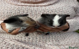 Guinea Pig rodents for sale: Beautiful baby guinea pigs  - Image 1