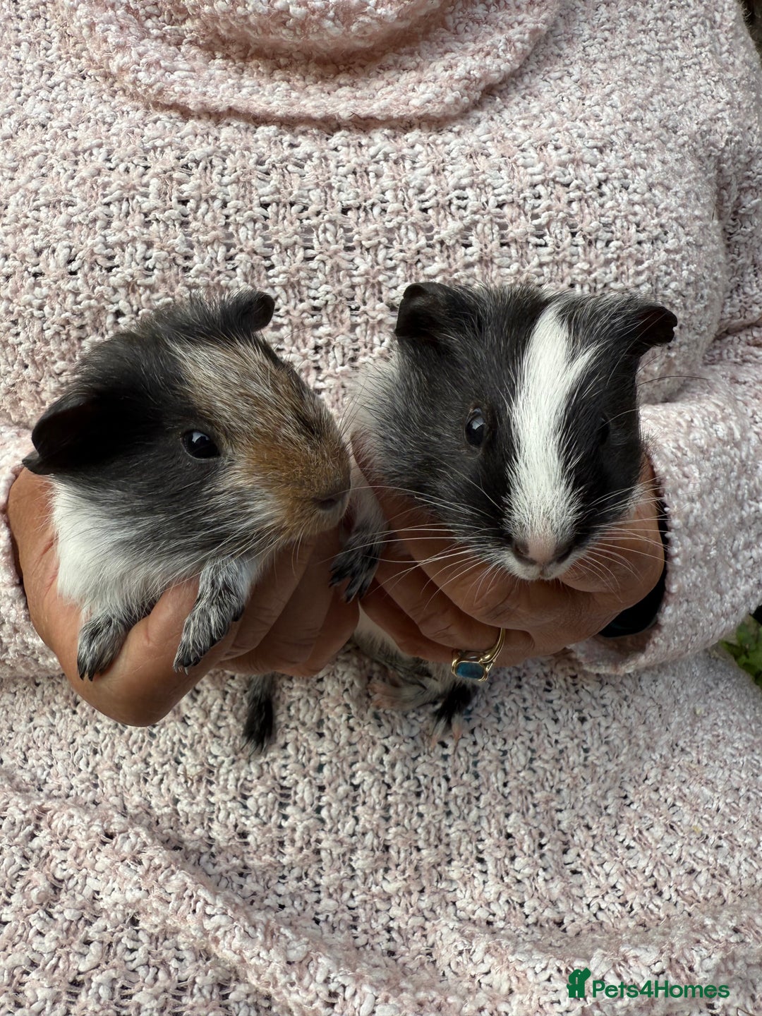 Guinea Pig rodents for sale: Beautiful baby guinea pigs  - Image 1