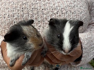 Guinea Pig rodents - Advert 27