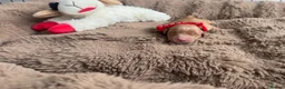 Golden Retriever dogs for sale: Golden retriever puppies for sale - Advert 7