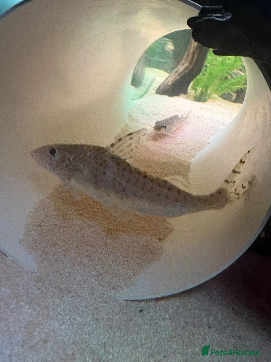 Catfish fish for sale: 3x Pictus Catfish for sale in Northampton - Advert 3