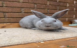 Continental Giant rabbits for sale: fer de Merberger - Image 7