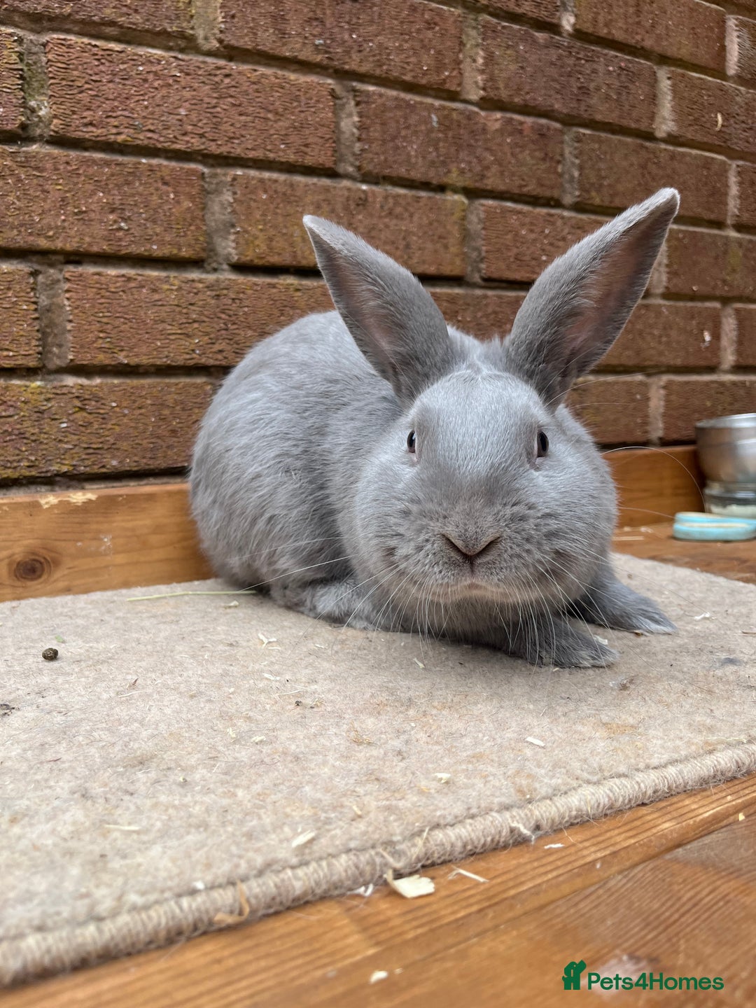 Continental Giant rabbits for sale: fer de Merberger - Image 7