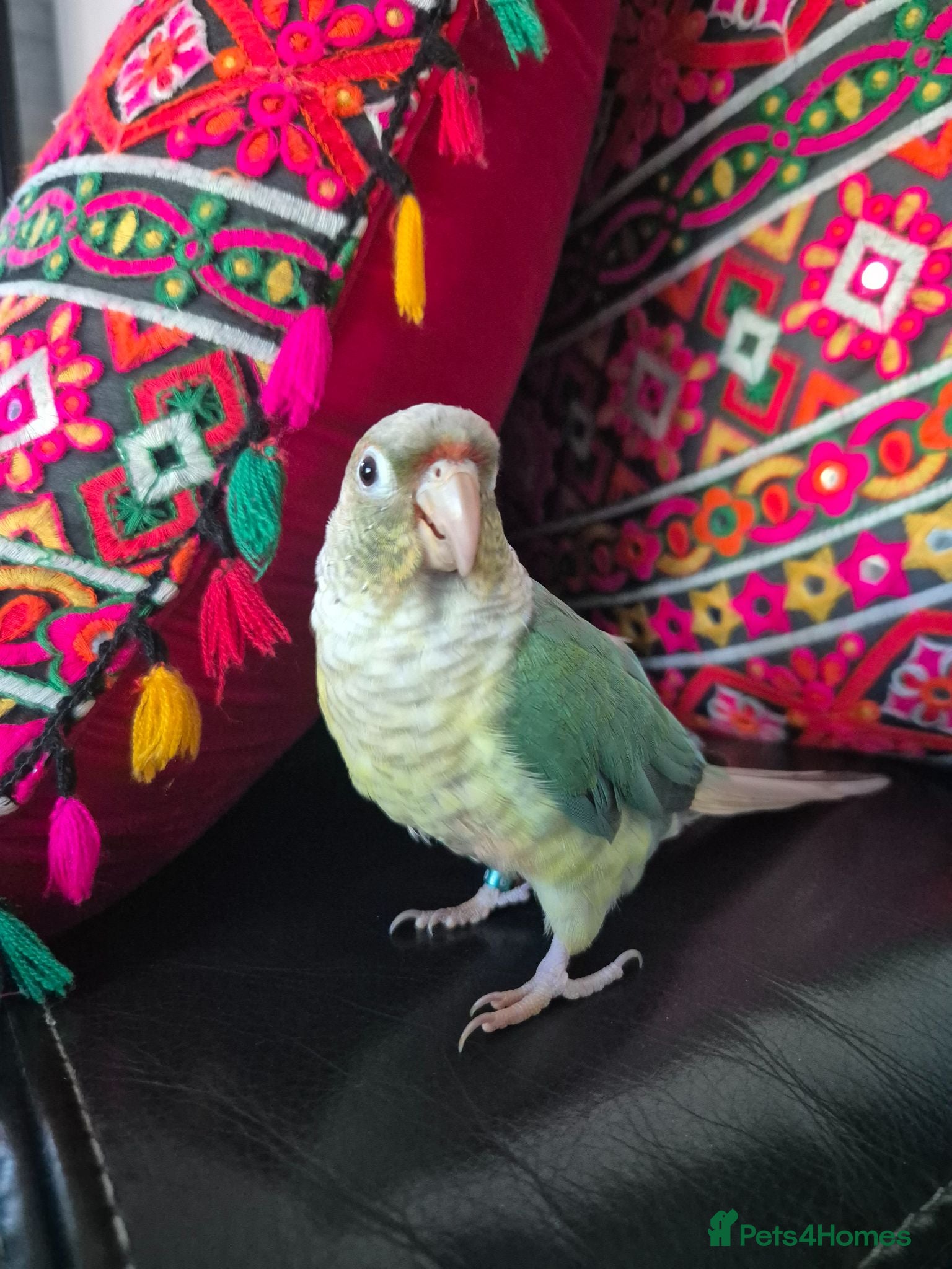 Conures birds Cinnamon green cheeked conure - Advert 1