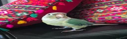 Conures birds for sale: Cinnamon green cheeked conure in Horley - Advert 1