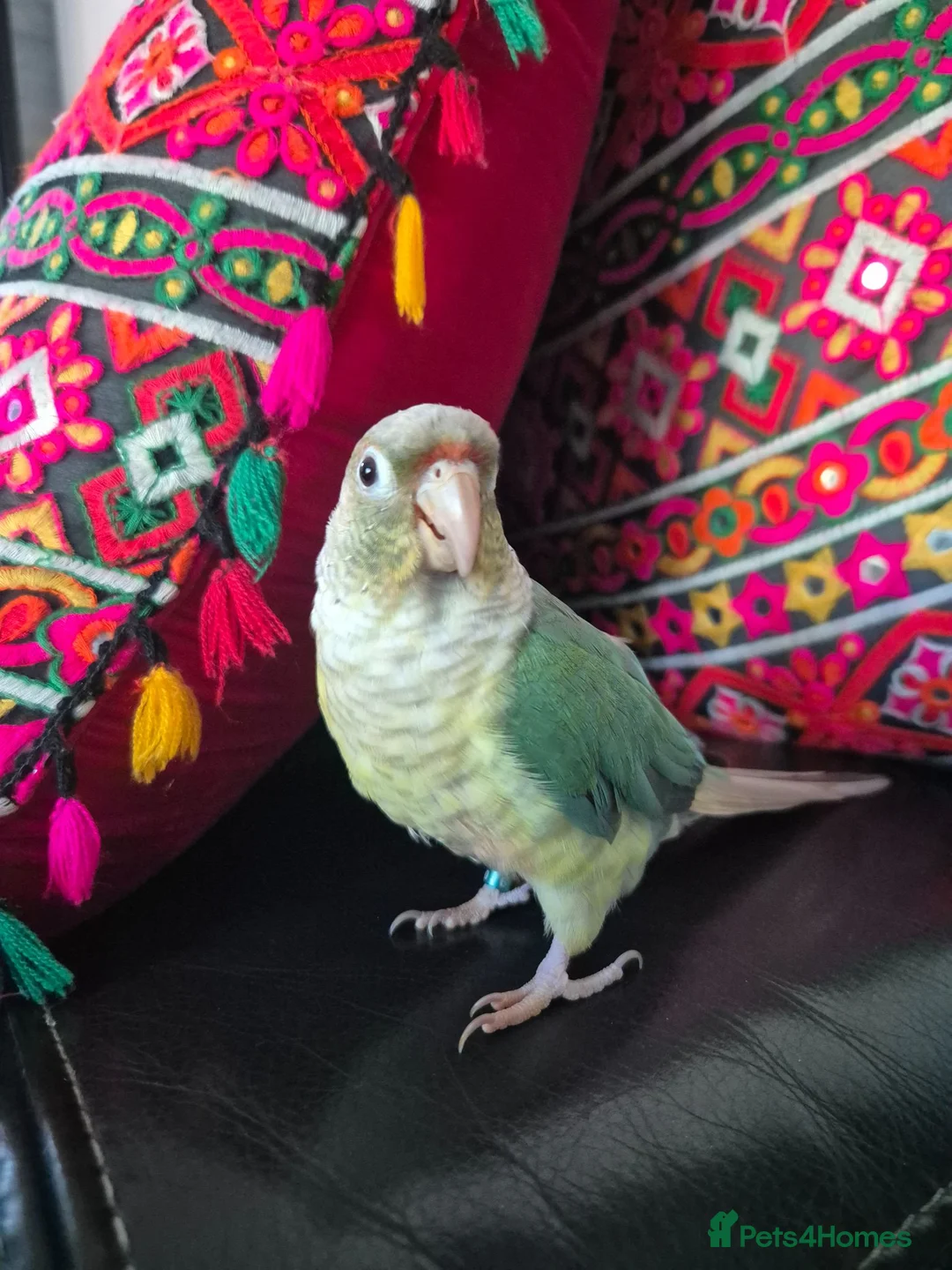 Conures birds for sale: Cinnamon green cheeked conure in Horley - Advert 1