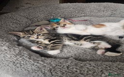 Mixed Breed cats for sale: Kittens - Image 2