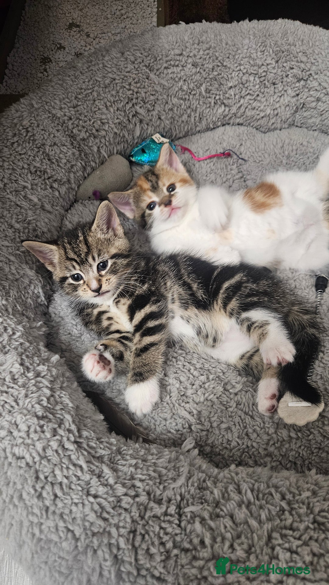 Mixed Breed cats for sale: Kittens - Image 2