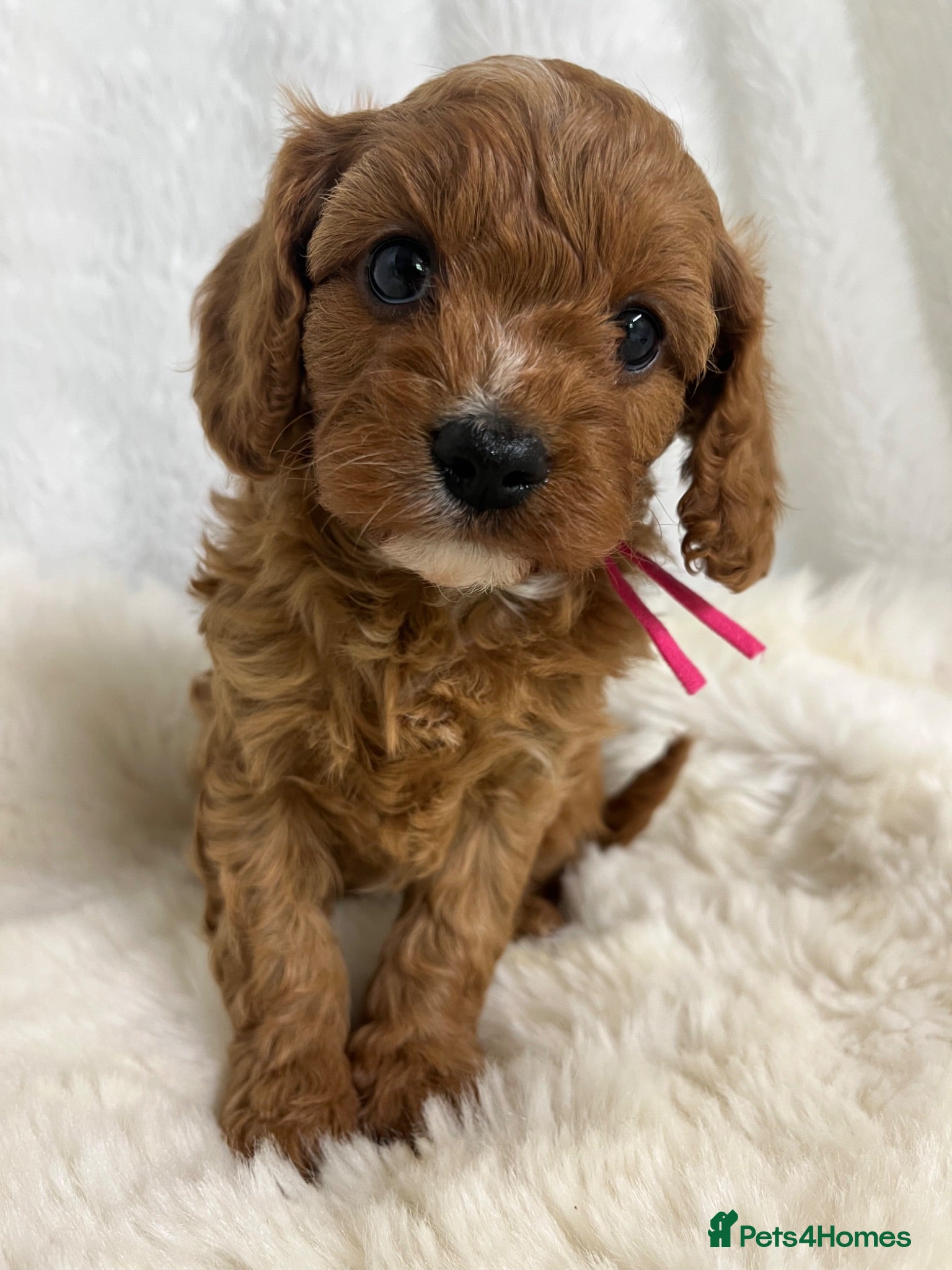 Cavapoo dogs ⭐ Top quality, health tested Toy Cavapoo babies ⭐ - Advert 2