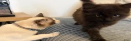 Ragdoll cats for sale: Gorgeous male brown ragdoll cross kitten for sale - Advert 20