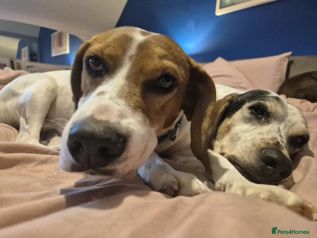 Beagle dogs for adoption: DOUG – 2 years old, Male, Beagle Boy - Advert 8