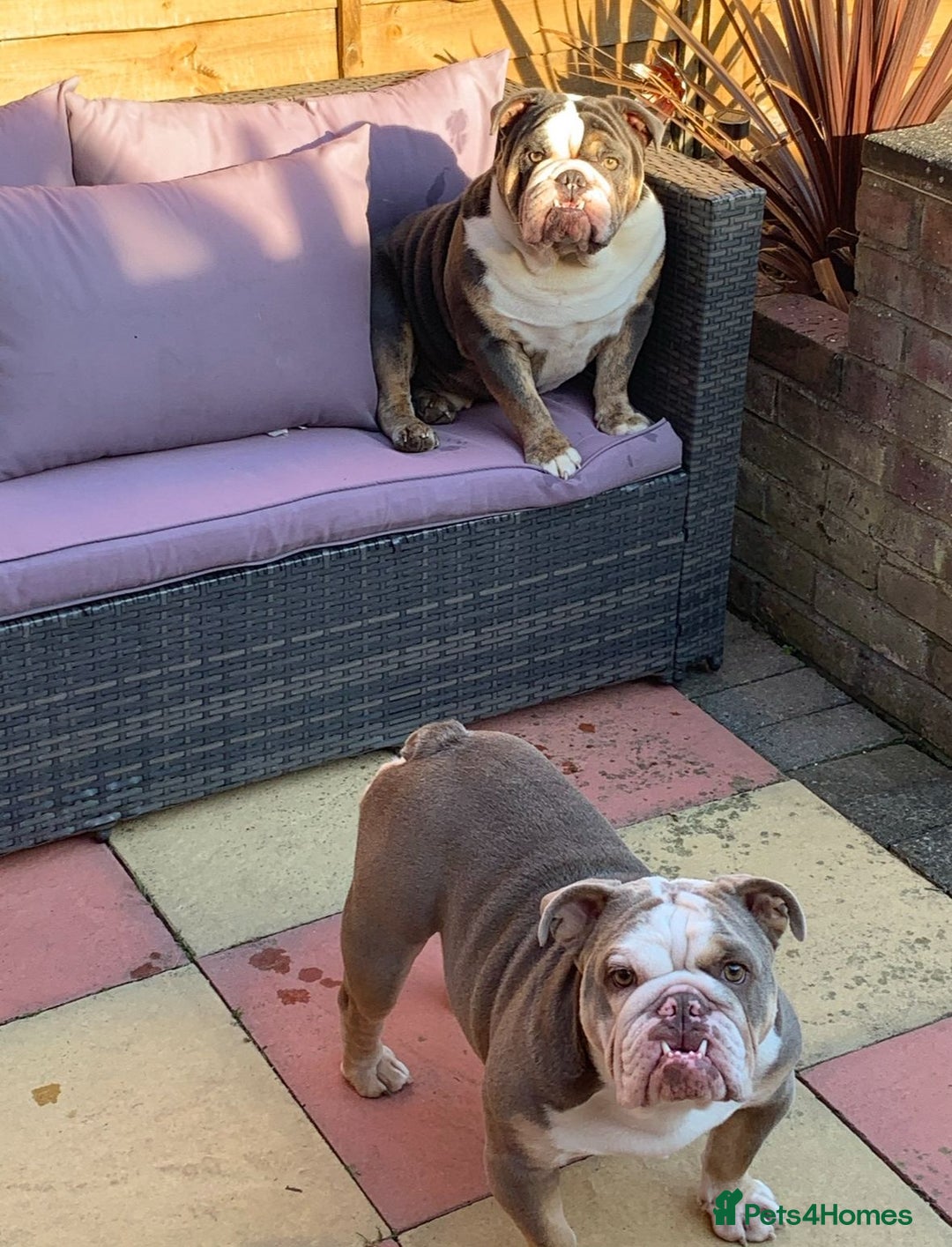 English Bulldog dogs for sale: British  bulldog for rehoming  - Advert 9