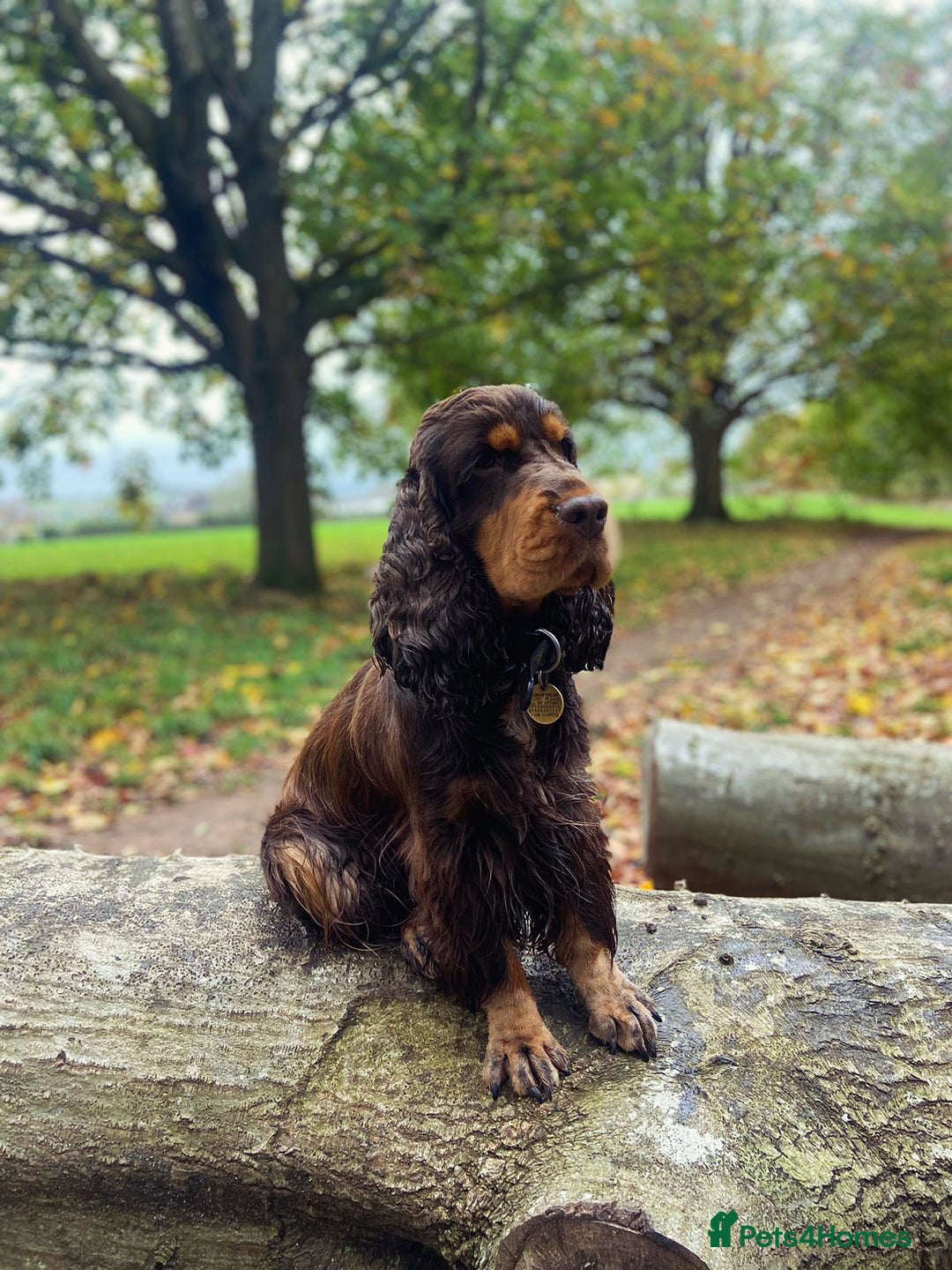 Cocker Spaniel dogs for stud: Chocolate and tan cocker stud  - Advert 8