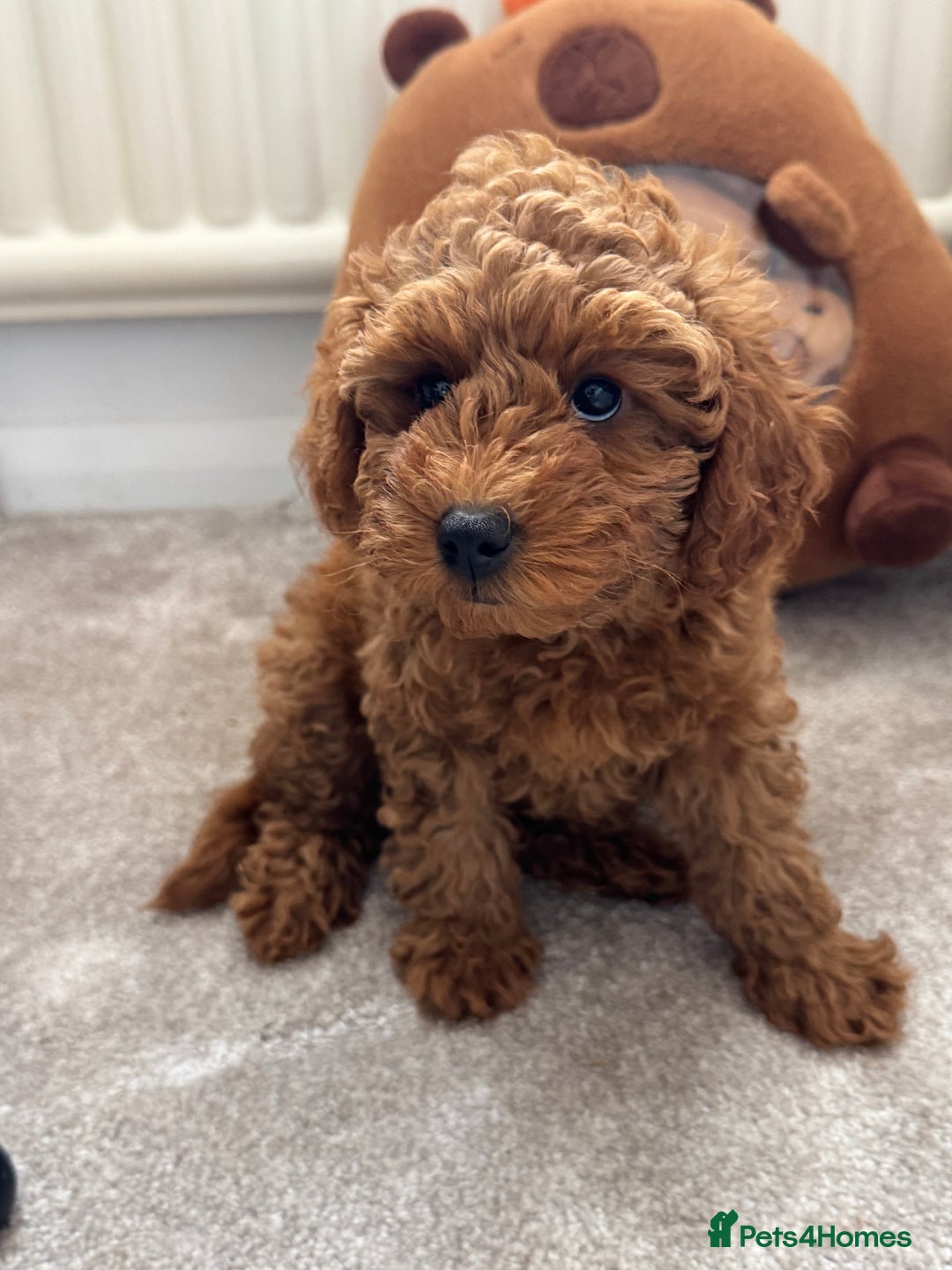 Toy Poodle dogs for sale: 🐶 Toy Poodle Puppy Girl–Ready for the home! - Image 23
