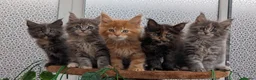 Maine Coon cats for sale: Adorable Maine coon kittens  - Advert 19